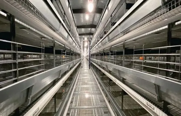 Lorong kandang ayam petelur bertingkat di peternakan Spanyol