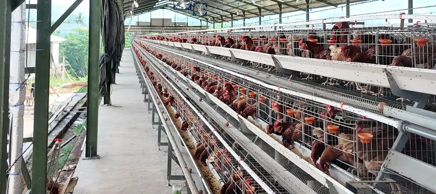 Lorong kandang ayam petelur tipe A di kandang terbuka, dengan kipas di bawah atap