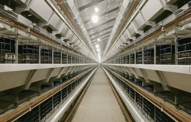 Lorong kandang bebek petelur bertingkat