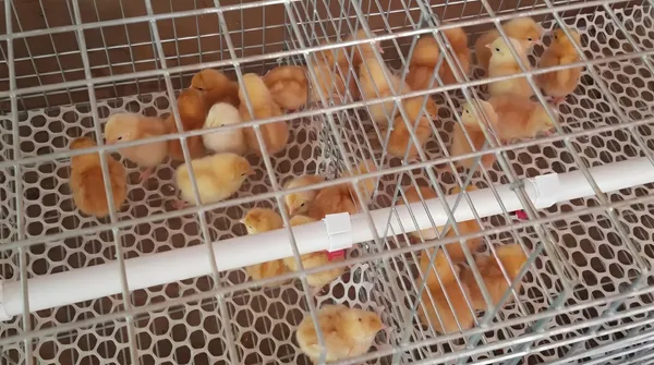 Foto Model Layer H Ayam Broiler (3)