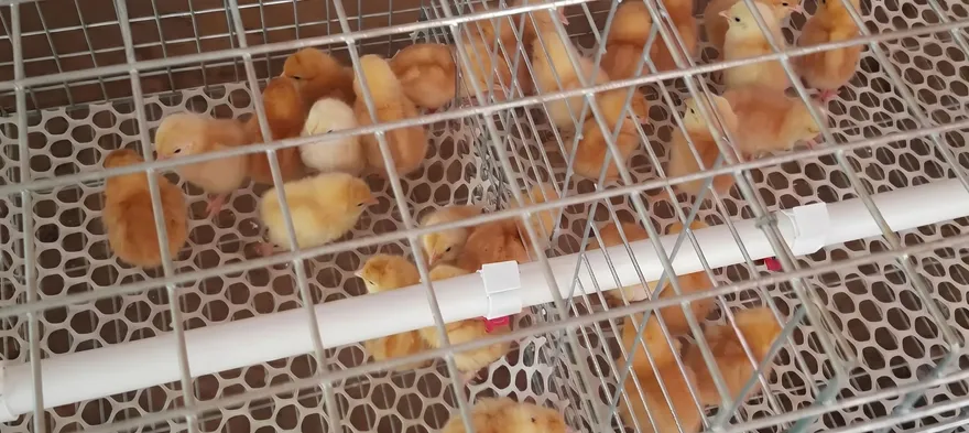 Anak ayam (DOC) di dalam kandang pembesaran, dilihat dari atas