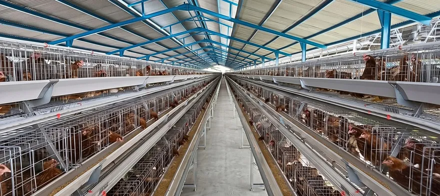 Lorong kandang ayam petelur tipe A bertingkat berisi ayam