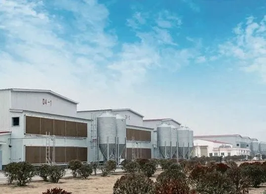 Bangunan kandang dan silo pakan di proyek peternakan ayam petelur Anhui