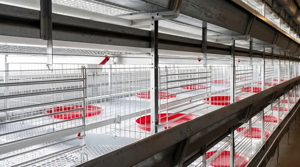 Foto Model Layer H Ayam Broiler (2)