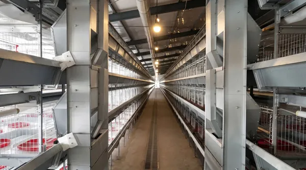Foto Model Layer H Ayam Broiler (6)