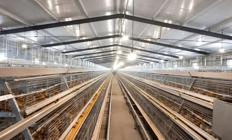 Kandang ayam petelur tipe A model A380