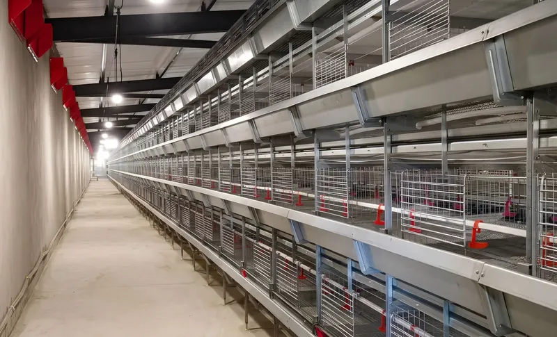 Kandang ayam dara (pullet) tipe H model E10