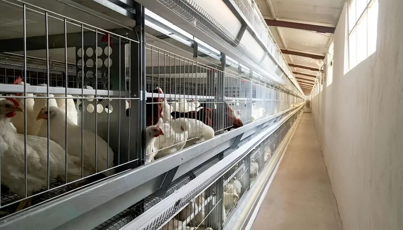 Kandang ayam jantan dan betina tipe H model GM2400