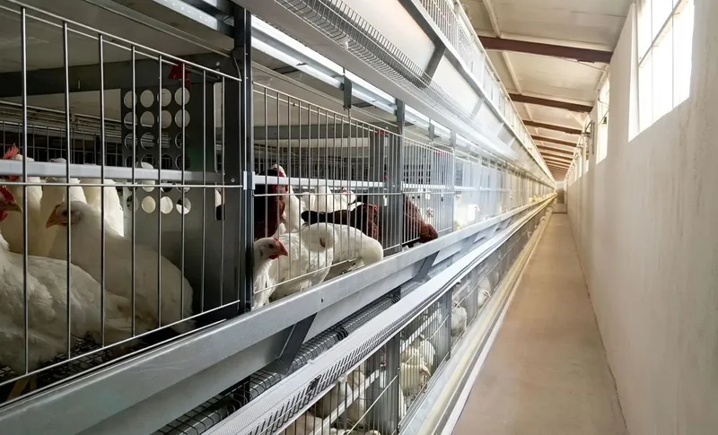 Kandang ayam jantan dan betina tipe H model GM2400