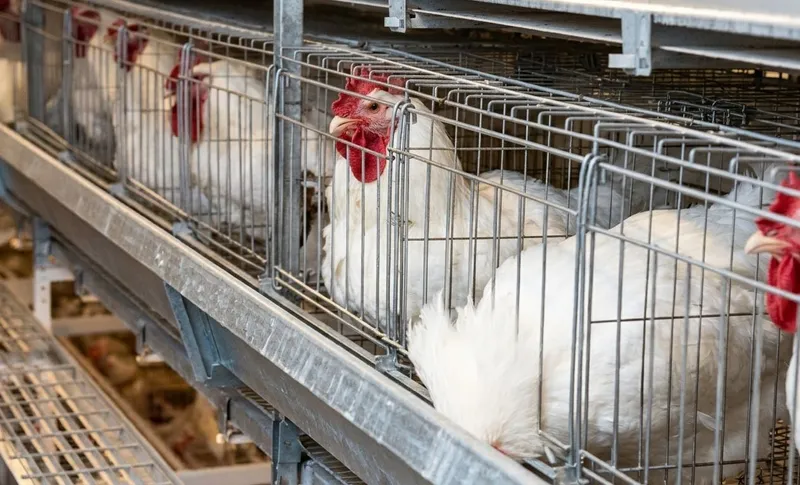 Kandang ayam pedaging (broiler) tipe H bertingkat