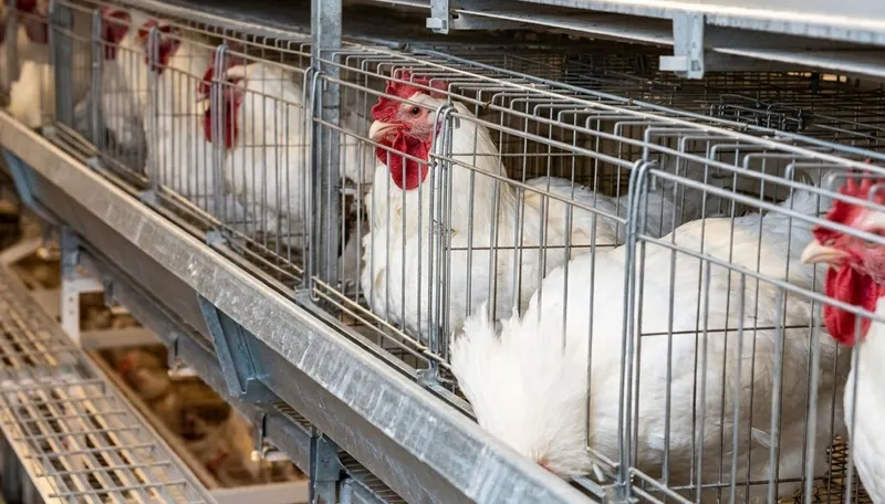 Kandang ayam pedaging (broiler) tipe H bertingkat