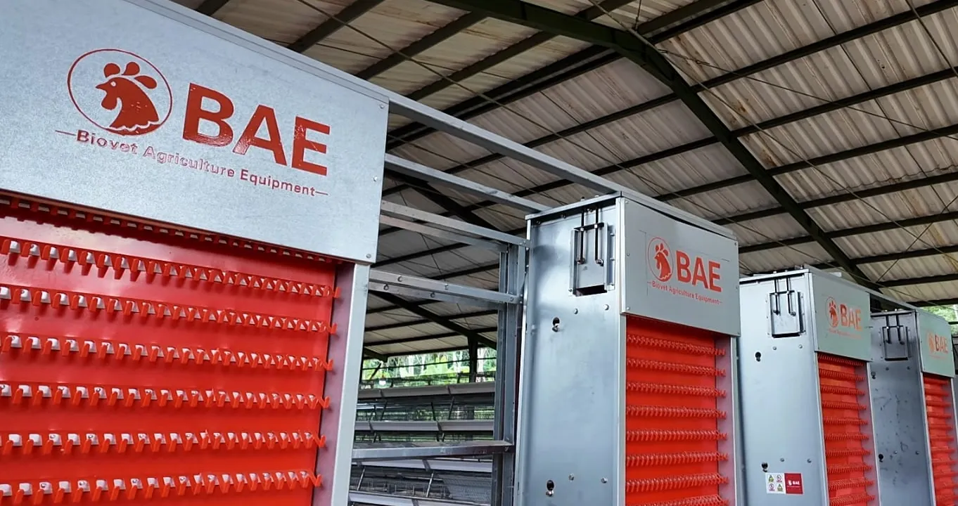 Deretan alat pengumpul telur BAE berwarna merah di kandang tipe A