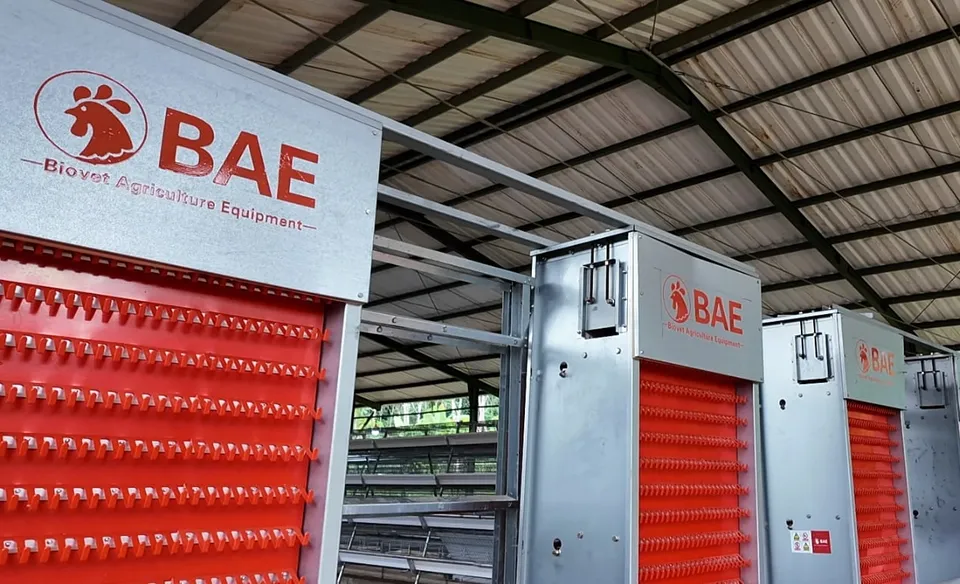 Deretan alat pengumpul telur BAE berwarna merah di kandang tipe A