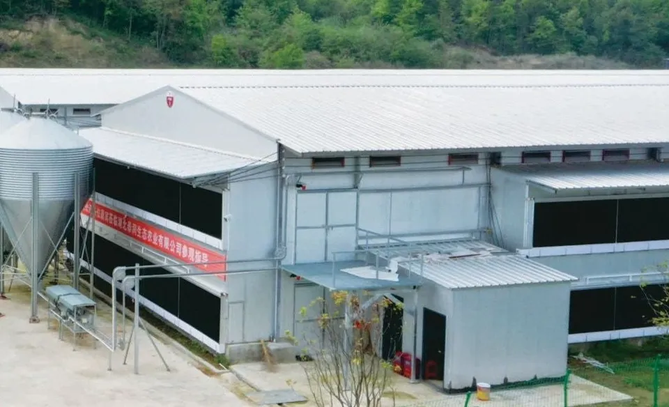 Bangunan kandang ayam indukan dan silo pakan di proyek ayam indukan Henan