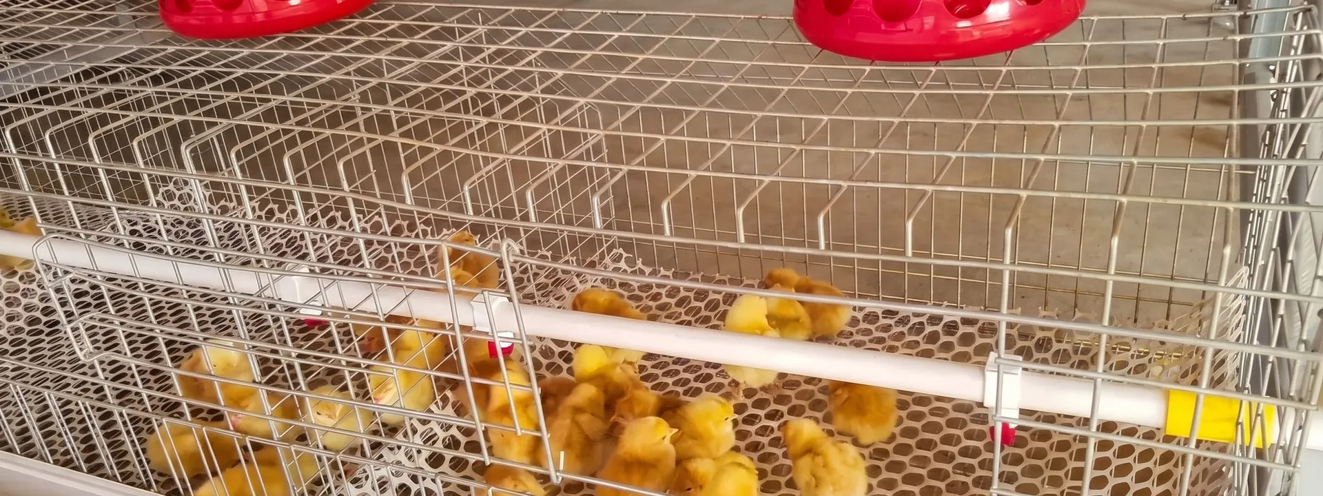 Anak ayam (DOC) di dalam kandang pembesaran dengan tempat pakan berwarna merah