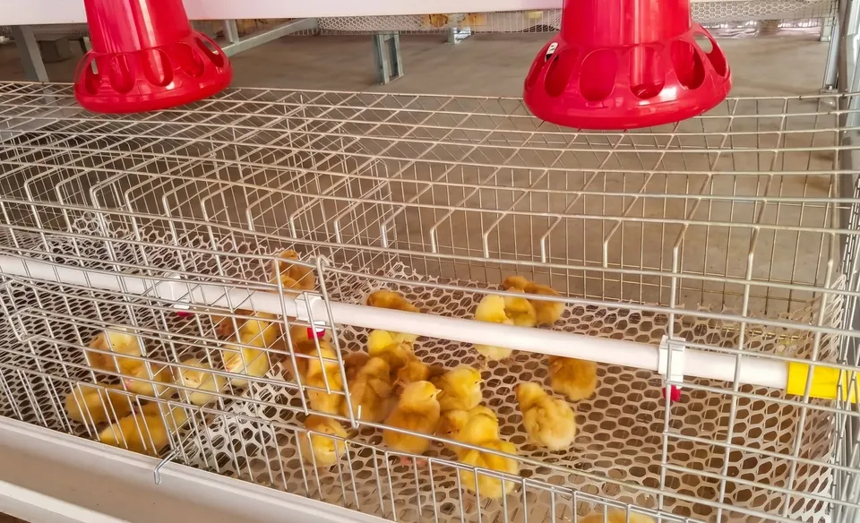 Anak ayam (DOC) di dalam kandang pembesaran dengan tempat pakan berwarna merah