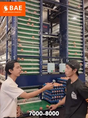 Produksi telur kandang modern yang baru sebulan beroperasi
