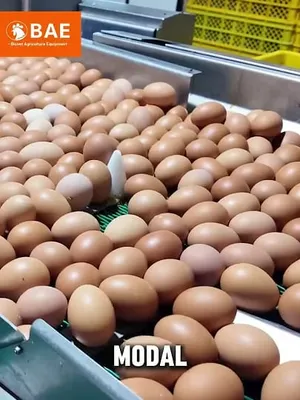 Berapa lama balik modal membangun peternakan modern?