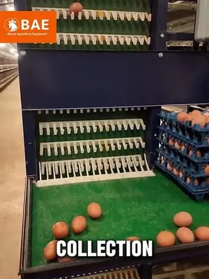 Pengumpulan telur otomatis (egg collection) untuk puluhan ribu ekor ayam