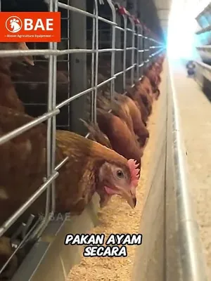 Silo penampung pakan ayam berkapasitas 20 ton